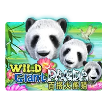 Wild Giant Panda - AGENT188